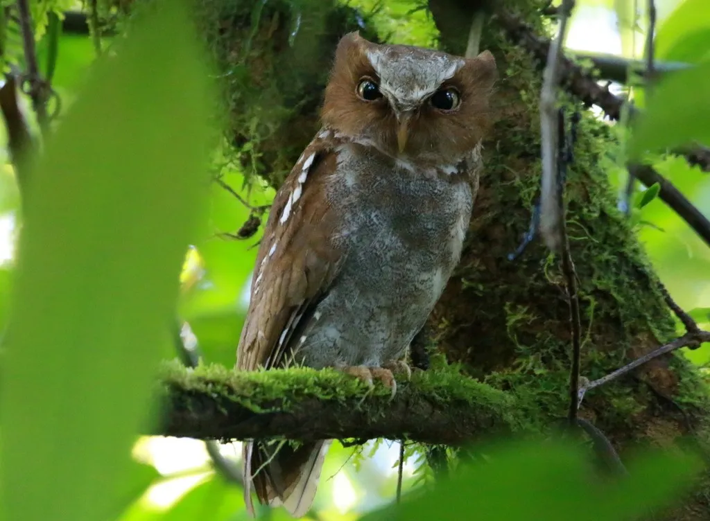 Búho autillo de flores