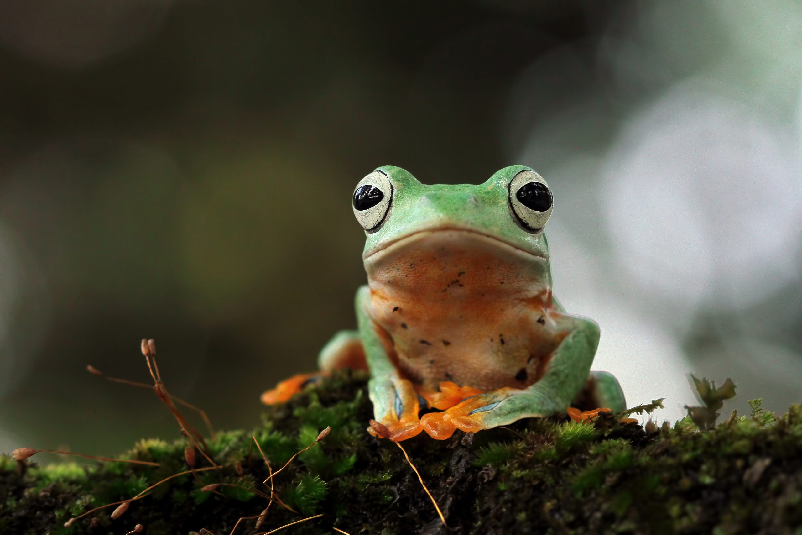 flying-frog-closeup-face-branch-javan-tree-frog-closeup-image-rhacophorus-reinwartii-green-leaves